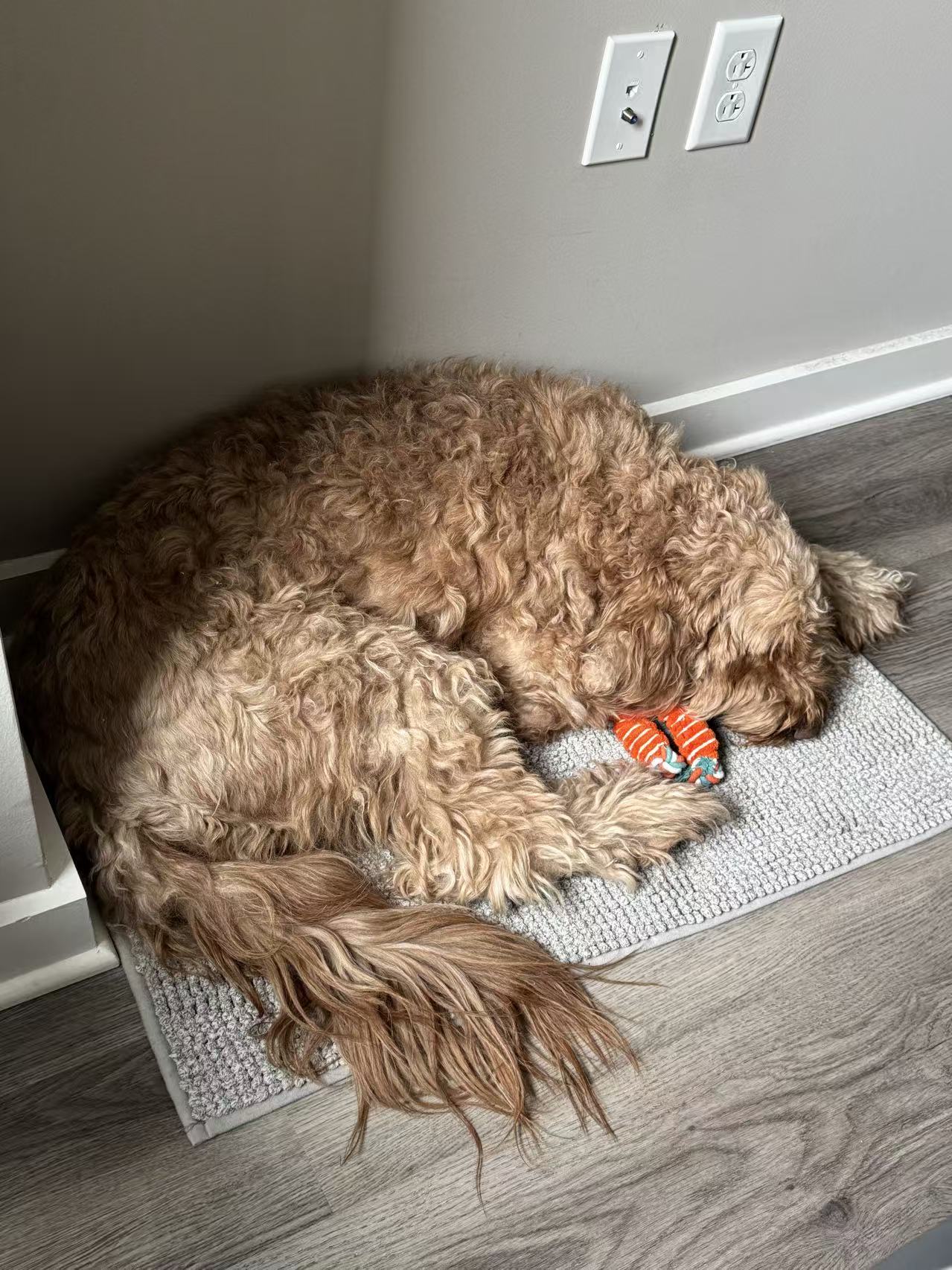 Hotel Bookings Pattern Discovery